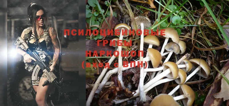 Галлюциногенные грибы Psilocybe  Карталы 